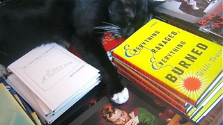 A Guide To Finding Bookstore Cats